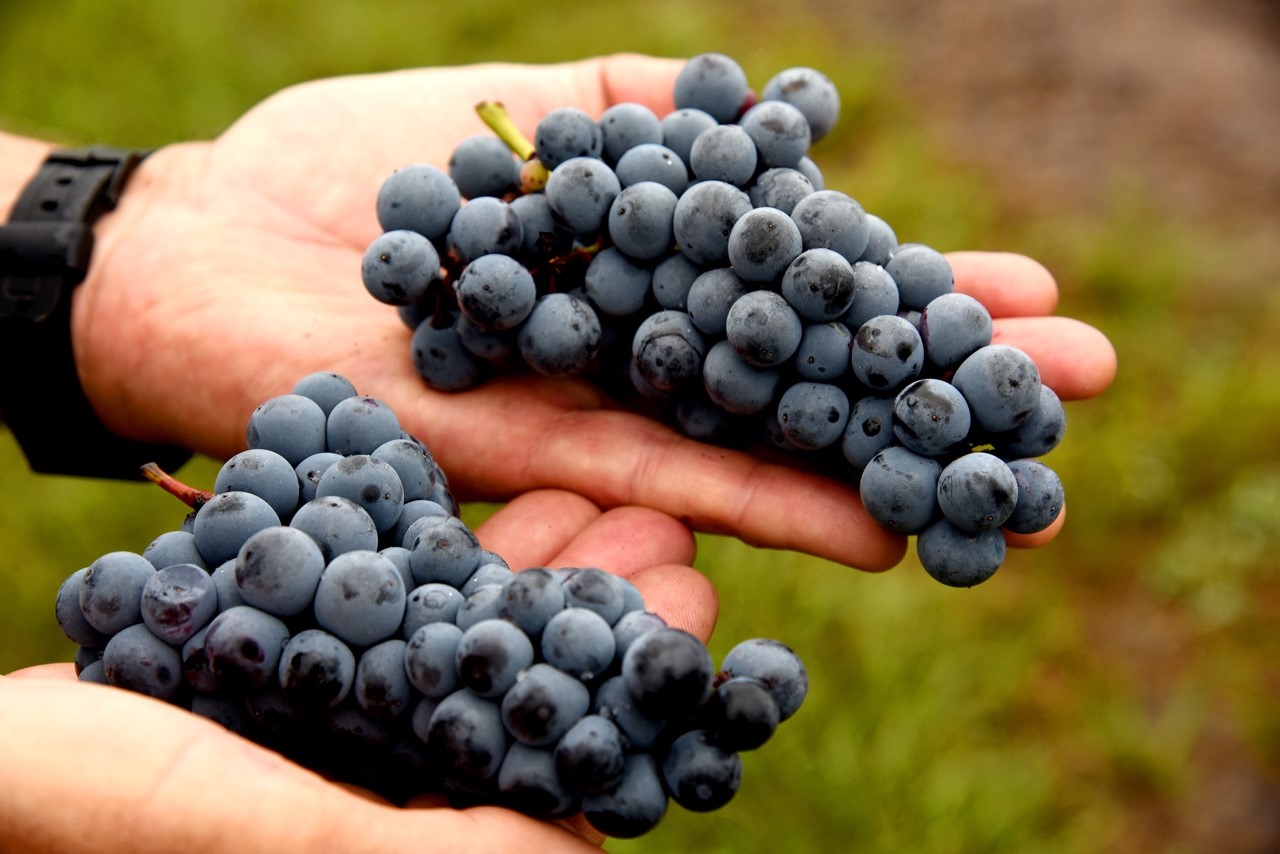 wine grapes on a hand