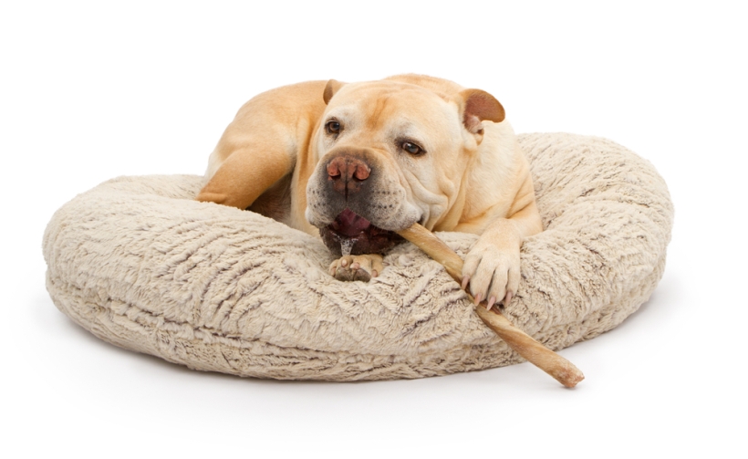 Tips On How To Find The Best Dog Chews